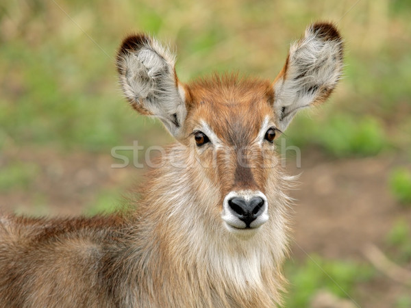 Waterbuck portrait Stock photo © EcoPic