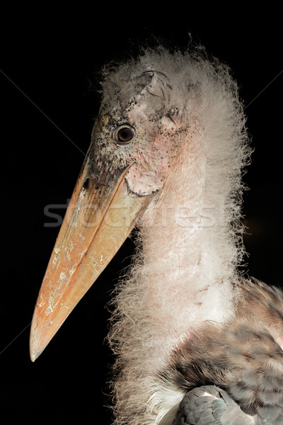 Barză portret Africa de Sud ochi pasăre african Imagine de stoc © EcoPic