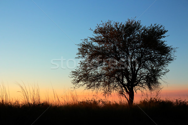 Sunset with silhouetted tree Stock photo © EcoPic