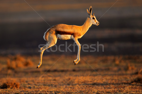 Springbok antelope jumping Stock photo © EcoPic