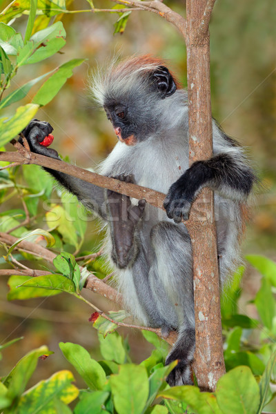 Zanzibar red colobus monkey Stock photo © EcoPic