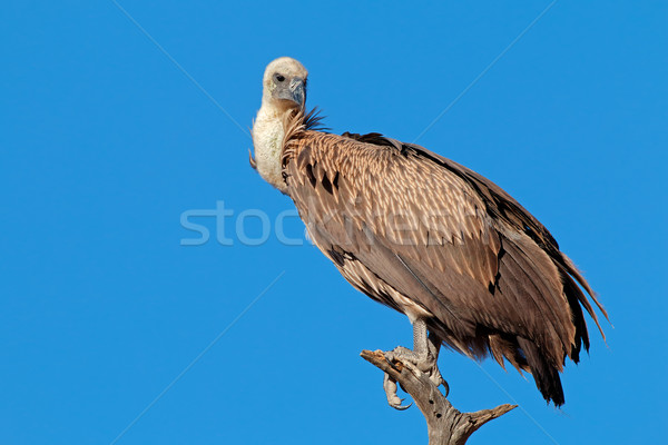 Avvoltoio ramo cielo blu Sudafrica uccello blu Foto d'archivio © EcoPic