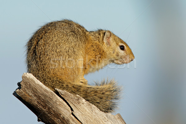 Tree squirrel Stock photo © EcoPic