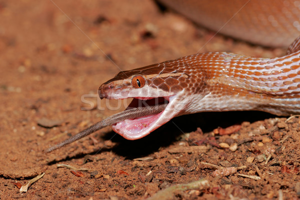 Barna ház kígyó étel természet portré Stock fotó © EcoPic
