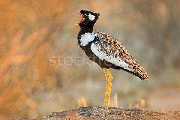 White-quilled bustard calling Stock photo © EcoPic