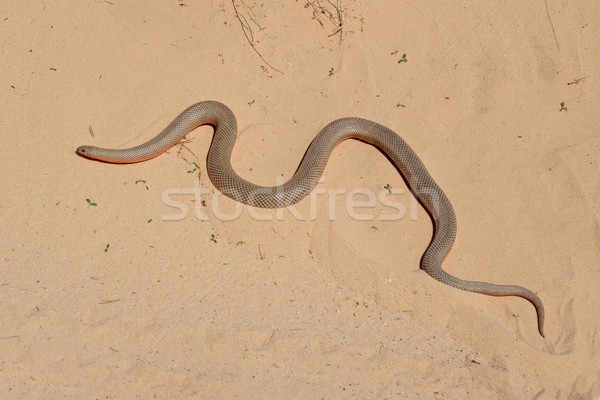ほくろ ヘビ 砂 アフリカ パターン ストックフォト © EcoPic