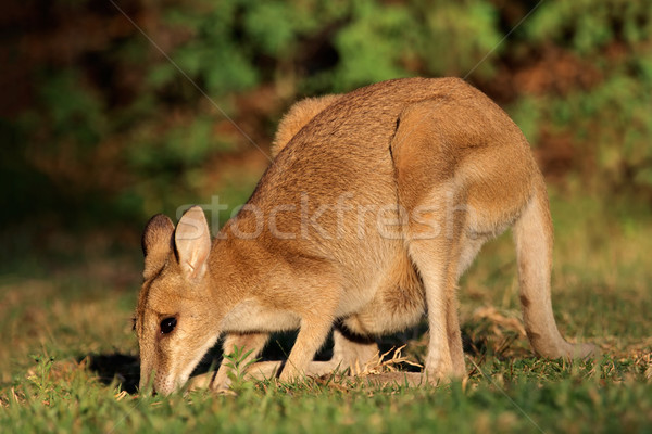 Agilis női park északi terület Ausztrália Stock fotó © EcoPic