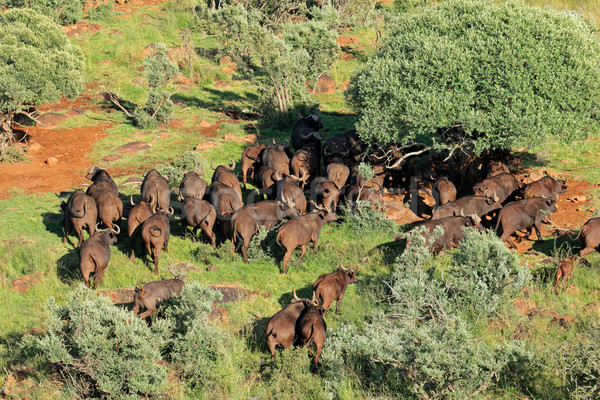 African buffalo herd Stock photo © EcoPic