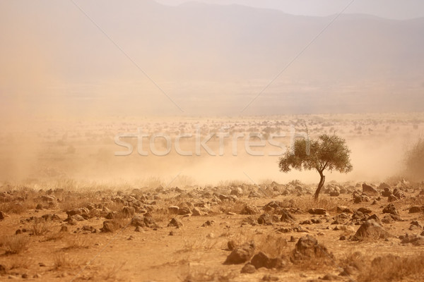 Tozlu kuraklık Kenya manzara rüzgâr Stok fotoğraf © EcoPic