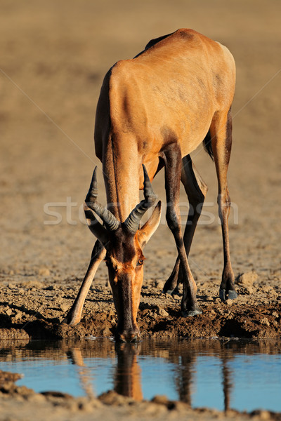 Red hartebeest drinking water Stock photo © EcoPic