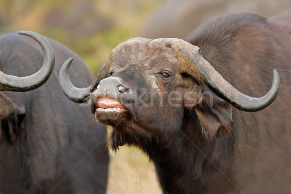 African buffalo  Stock photo © EcoPic