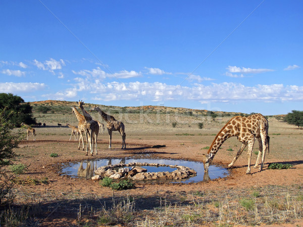 Giraffe drinking Stock photo © EcoPic