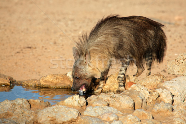 Barna hiéna ivóvíz sivatag Dél-Afrika természet Stock fotó © EcoPic