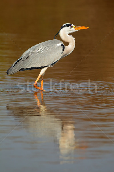 Grey heron in water Stock photo © EcoPic