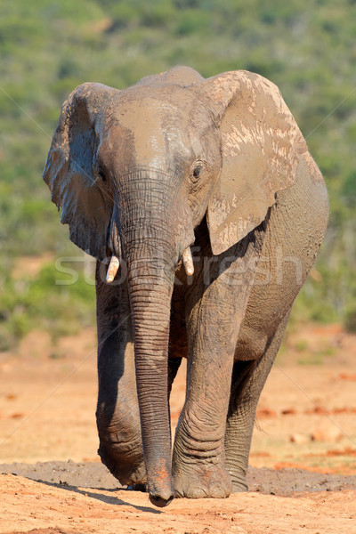 Słoń afrykański błoto pokryty słoń parku Południowej Afryki Zdjęcia stock © EcoPic