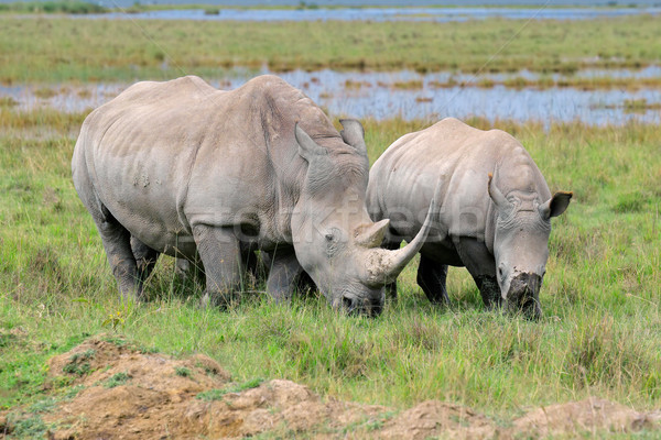 Alb rinocer deschide lac parc Imagine de stoc © EcoPic