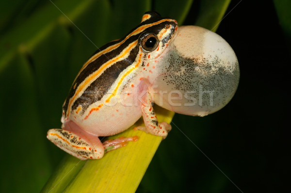 Stock photo: Painted reed frog 