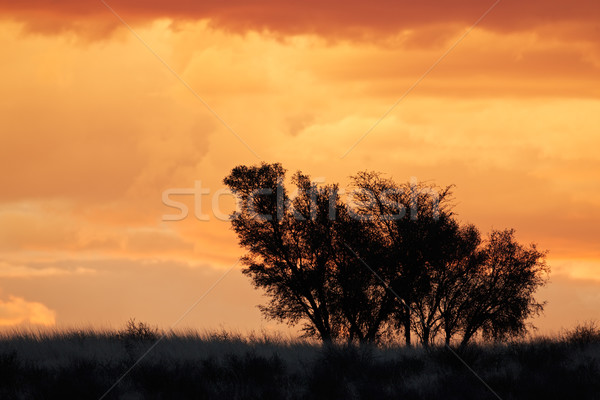 Foto stock: África · puesta · de · sol · árboles · desierto · Sudáfrica · árbol