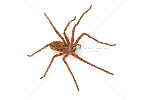 дождь Spider волосатый африканских тело фон Сток-фото © EcoPic