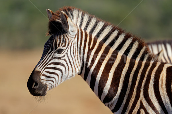 Plains Zebra portrait Stock photo © EcoPic