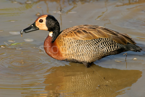 White-faced duck Stock photo © EcoPic