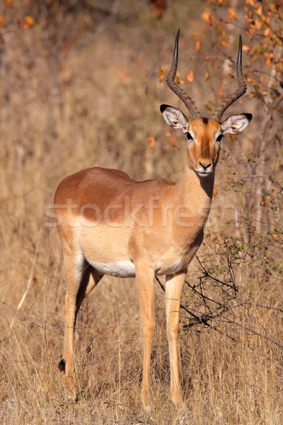 Impala antelope Stock photo © EcoPic