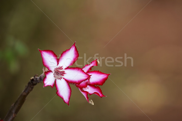  Impala lily flower Stock photo © EcoPic
