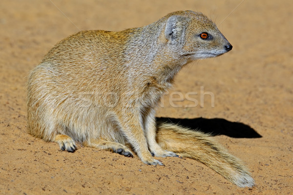 Yellow mongoose Stock photo © EcoPic