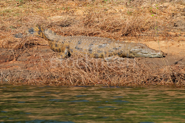 Nile crocodile Stock photo © EcoPic