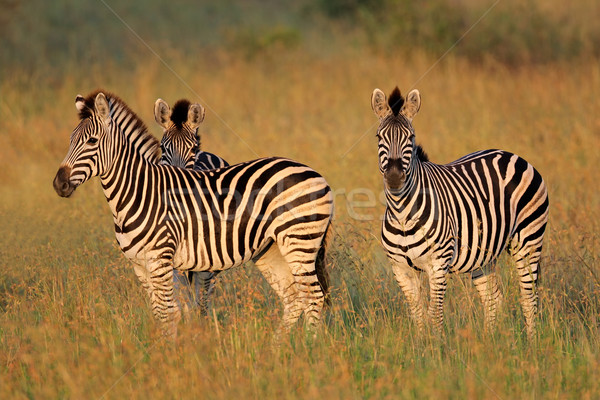 Ebenen Zebras Südafrika Gras Park Tier Stock foto © EcoPic