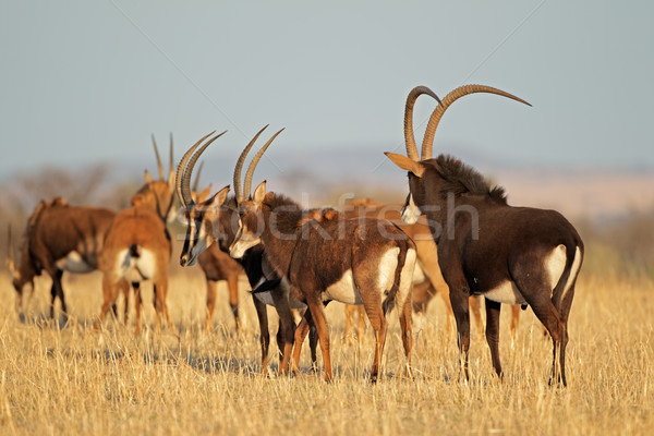 Piccolo Niger Sudafrica natura gruppo Foto d'archivio © EcoPic