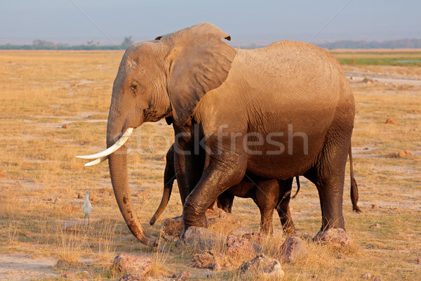 Afrikai elefánt tehén fiatal park Kenya természet Stock fotó © EcoPic