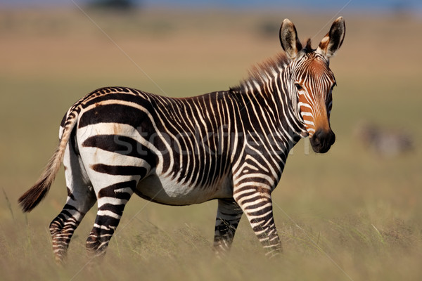 Hegy zebra veszélyeztetett park Dél-Afrika természet Stock fotó © EcoPic