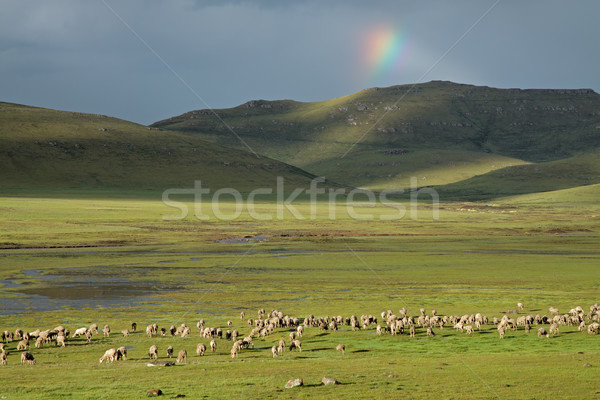 Сток-фото: овец · большой · зеленый · пастбище · дождь