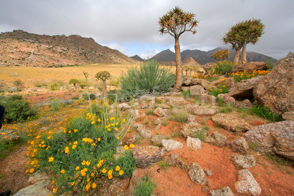 Wild flower landscape Stock photo © EcoPic