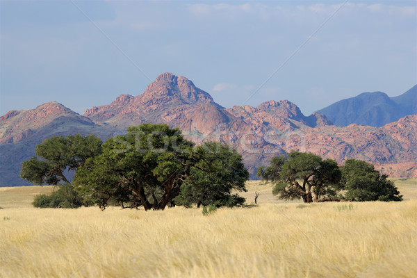 Desert landscape Stock photo © EcoPic