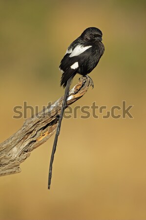 Magpie shrike Stock photo © EcoPic