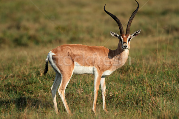Grants gazelle Stock photo © EcoPic