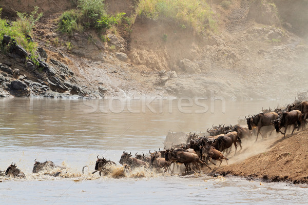 Wildebeest migration Stock photo © EcoPic