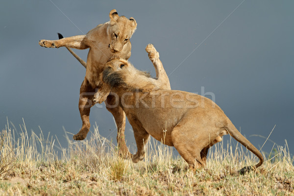 Játékos afrikai fiatal sivatag Dél-Afrika arc Stock fotó © EcoPic