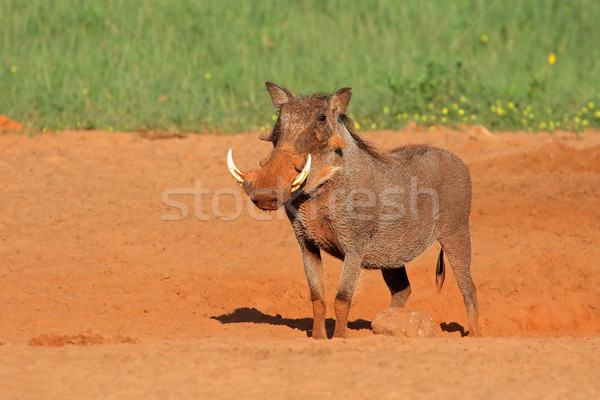 Warthog Stock photo © EcoPic