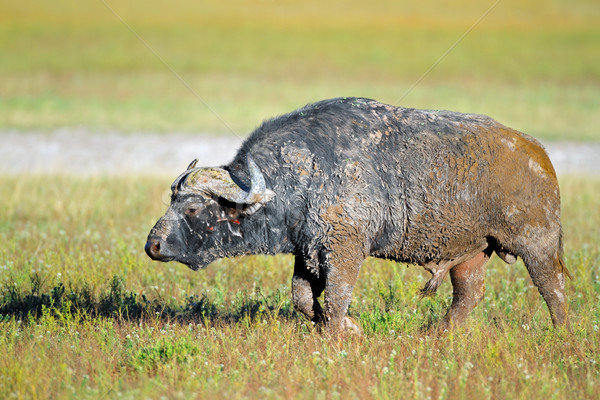Afryki błoto pokryty byka Południowej Afryki oczy Zdjęcia stock © EcoPic