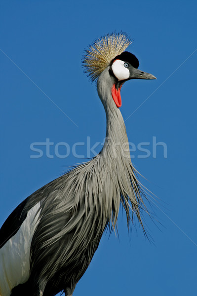 Crowned crane Stock photo © EcoPic