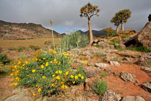 Flor silvestre paisaje flores silvestres árboles aloe Sudáfrica Foto stock © EcoPic