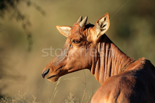 Tsessebe antelope portrait Stock photo © EcoPic