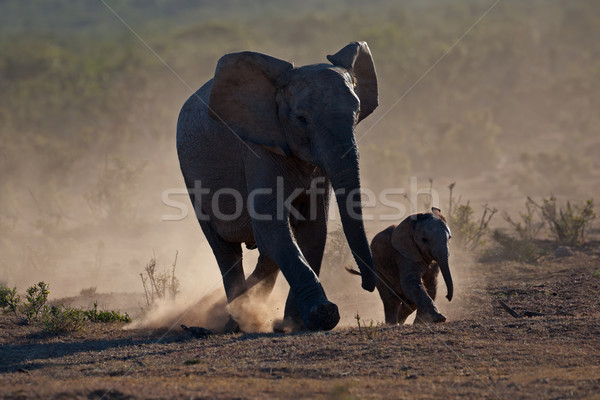 Elephants in dust Stock photo © EcoPic