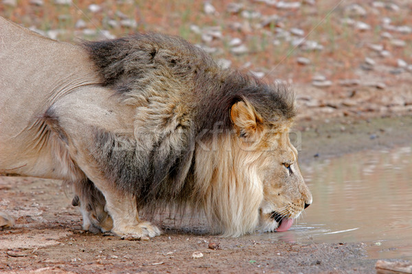 African lion drinking Stock photo © EcoPic