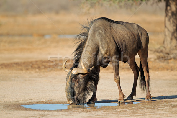 Blue wildebeest at waterhole Stock photo © EcoPic