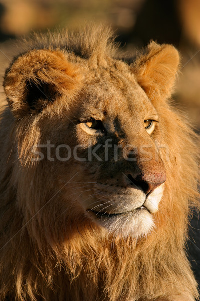  Big male African lion Stock photo © EcoPic