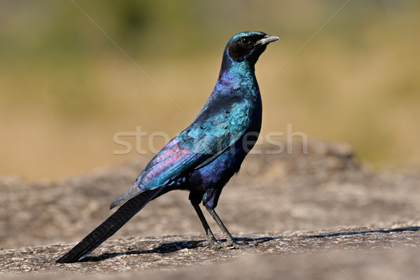 Burchell's starling  Stock photo © EcoPic